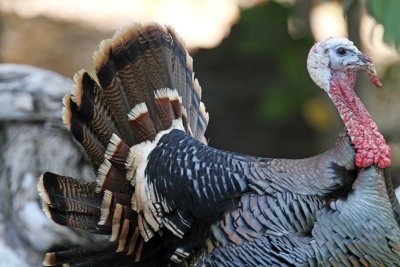 Wild Turkey - male displaying_6775.jpg