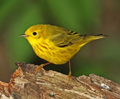 Yellow Warbler - male_9290.jpg