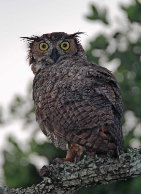 Great Horned Owl_9577.jpg