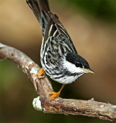 Blackpoll Warbler - male_9407.jpg