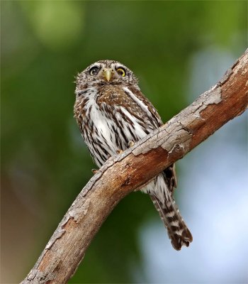 Mountain Pygmy-Owl_9663.jpg