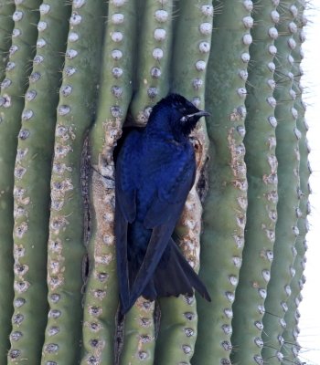 Purple Martin - male AZ_0305.jpg