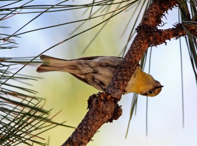 Olive warbler - female_0519.jpg