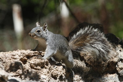 Arizona Gray Squirrel_9767.JPG