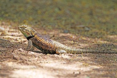 Desert Spiny Lizard_0677.jpg