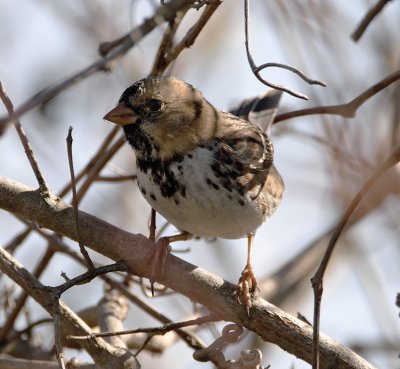 Harris's Sparrow - winter_9429.jpg