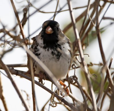 Harris's Sparrow - winter_9378.jpg