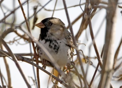Harris's Sparrow - winter_MG_9382.jpg