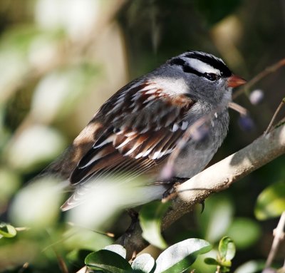 White-crowned Sparrow - adult_9440.jpg