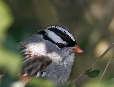 White-crowned Sparrow - adult detail_9439.jpg