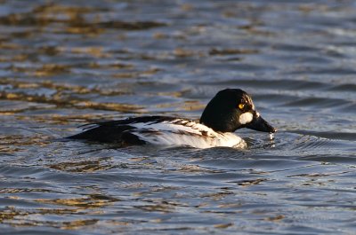 Common Goldeneye - male_0006.jpg