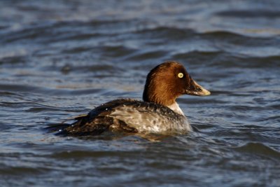 Common Goldeneye - juvenile_9741.jpg