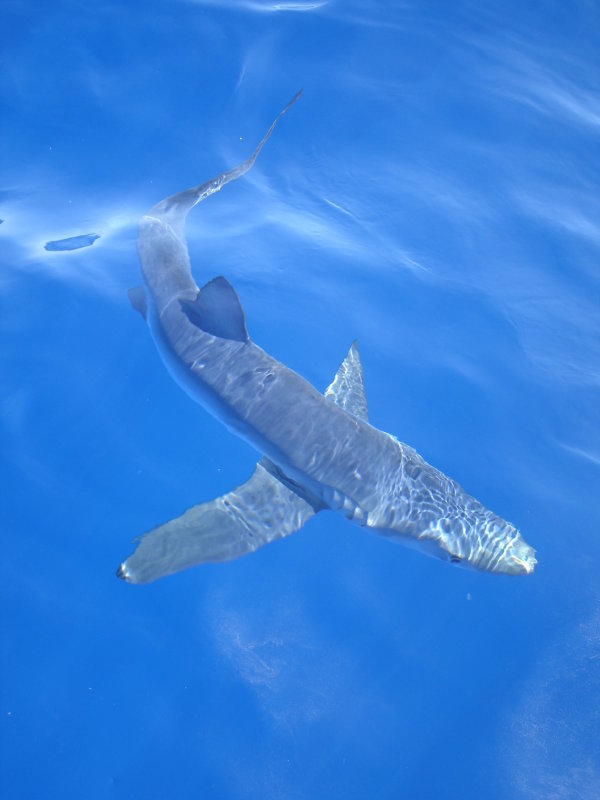 Blue Shark