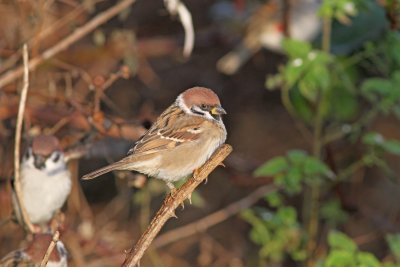 Tree Sparrow