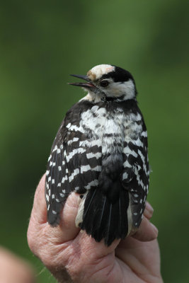 Lesser Spotted Woodpecker