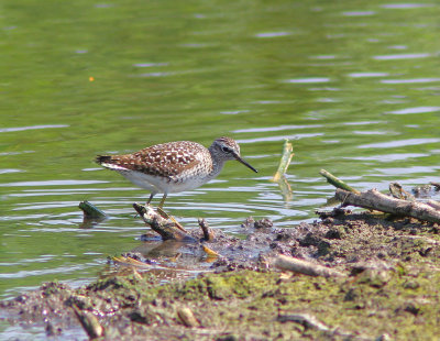 Wood Sandpiper