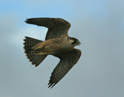 Juvenile Peregrine