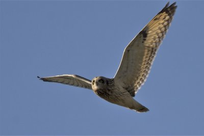 Short-eared Owl (Roger Browne).jpg