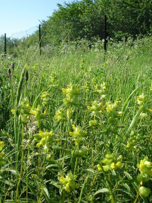 Yellow Rattle Meadow