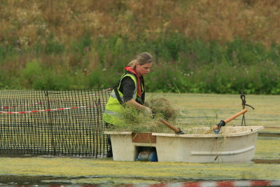 Reed Planting