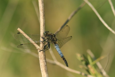 Black-tailed Skimmer