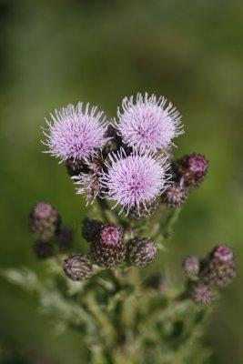 Creeping Thistle