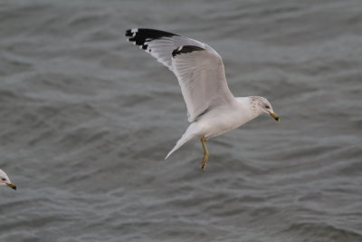 Ring-billed Gull