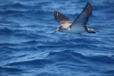 Cory's Shearwater