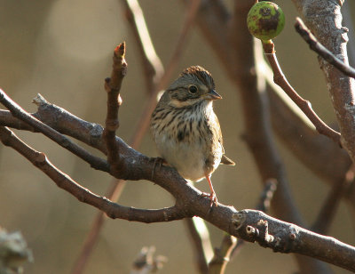 Lincoln's Sparrow