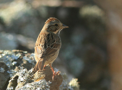 Lincoln's Sparrow