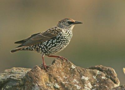 Starling