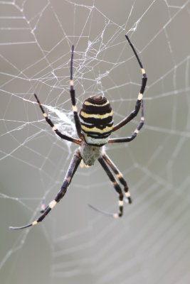 Wasp Spider