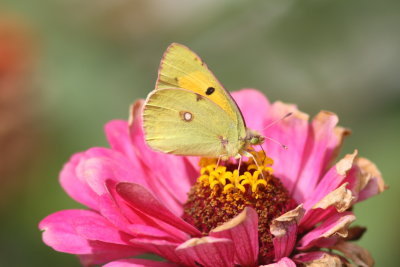 Clouded Yellow Butterfly