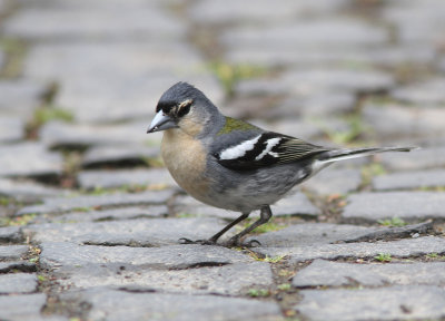 Azores Chaffinch