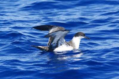 Great Shearwater