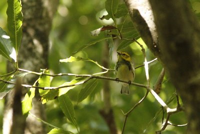 Black-throated Green Warbler