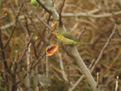 Scarlet Tanager