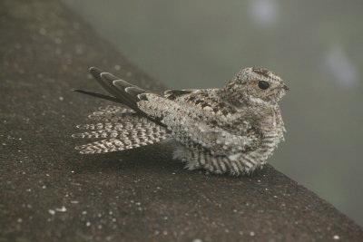 Common Nighthawk