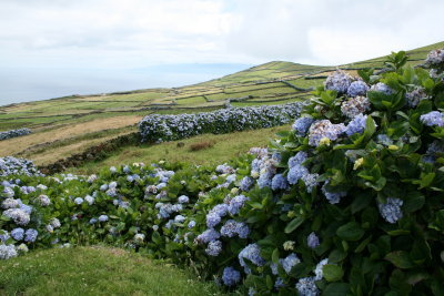 Corvo hydranga hedges