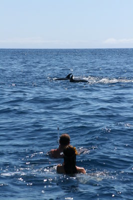 Swimming with Dolphins