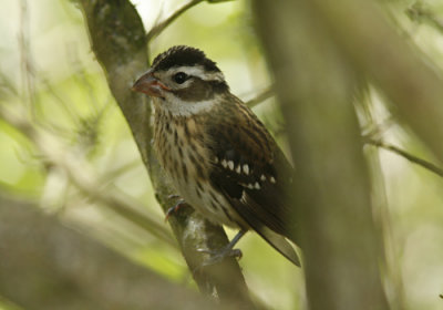 Red-breasted Grosbeak