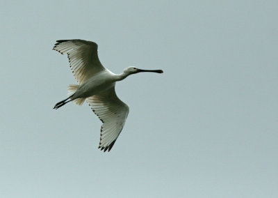 Spoonbill