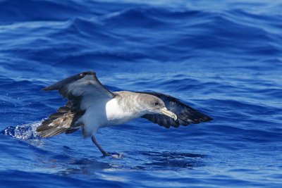 Cory's Shearwater