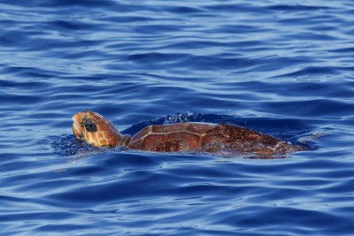 Loggerhead Turtle