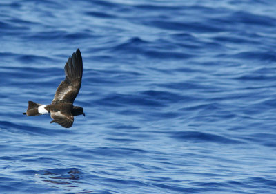 Wilson's Petrel