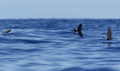 Wilson's Petrel