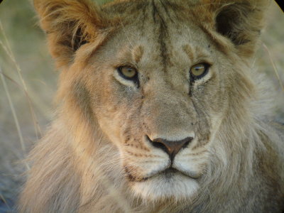 A Kenyan Lion