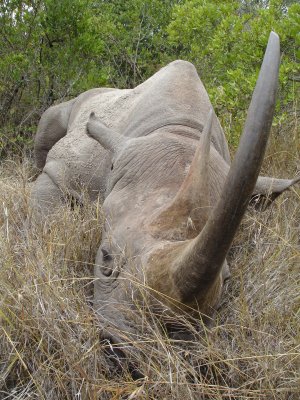 A lazy Kenyan Rhino