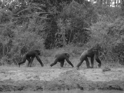Walking Kenyan chimps