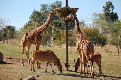 Savanna exhibit